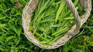 485988001_1089604896515082_2610725134428318062_n (1) (1) lándzsás útifű