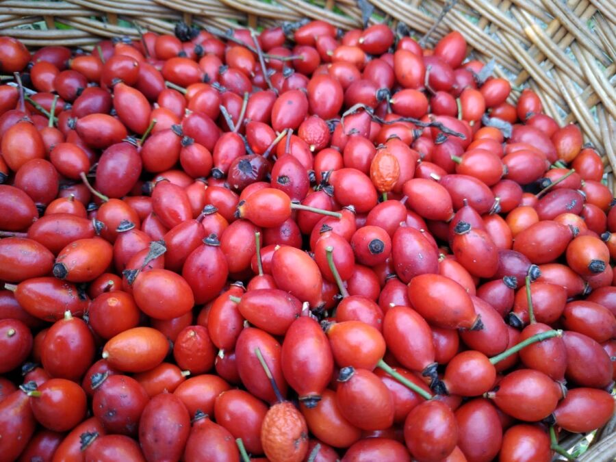 Gyógynövénygyűjtés szabályai