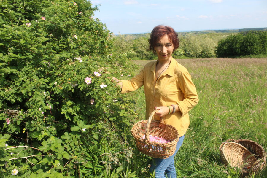 gyógynövénygyűjtés szabályai