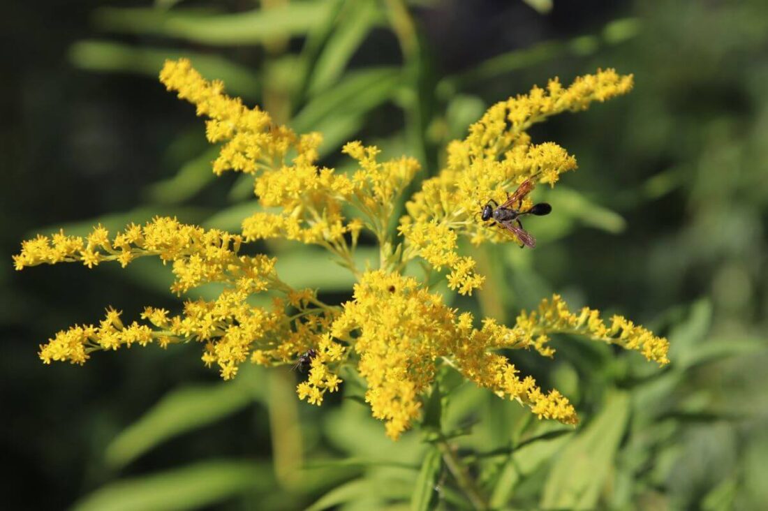 vízhajtó gyógynövények
