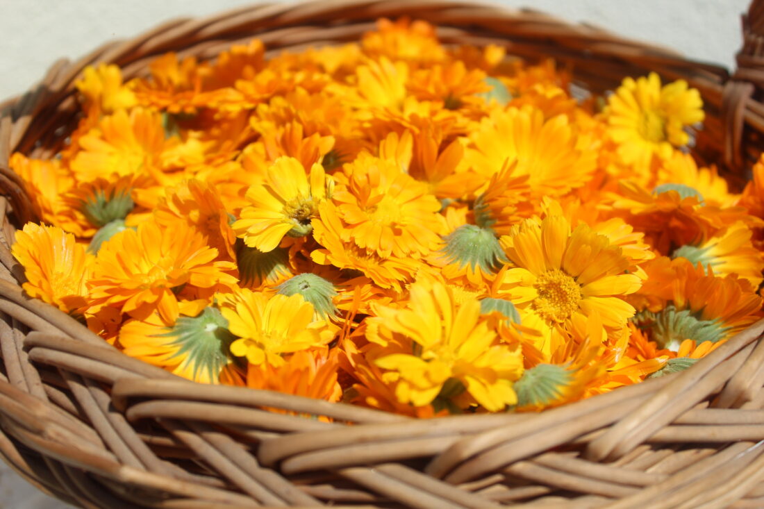 Körömvirág gyógyhatása