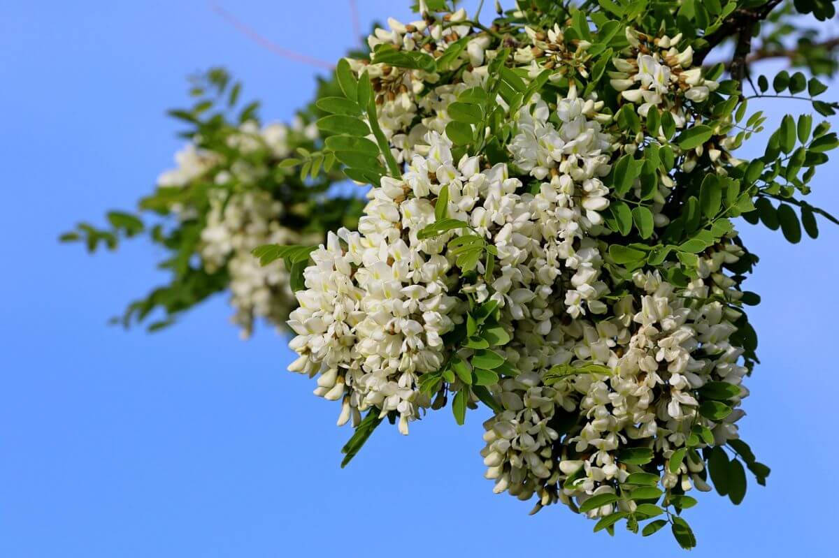 fehér akác