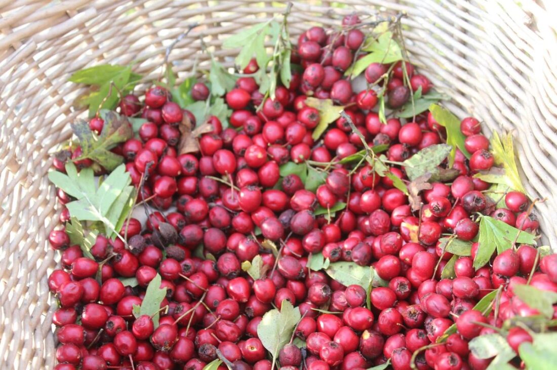 őszi gyógynövények