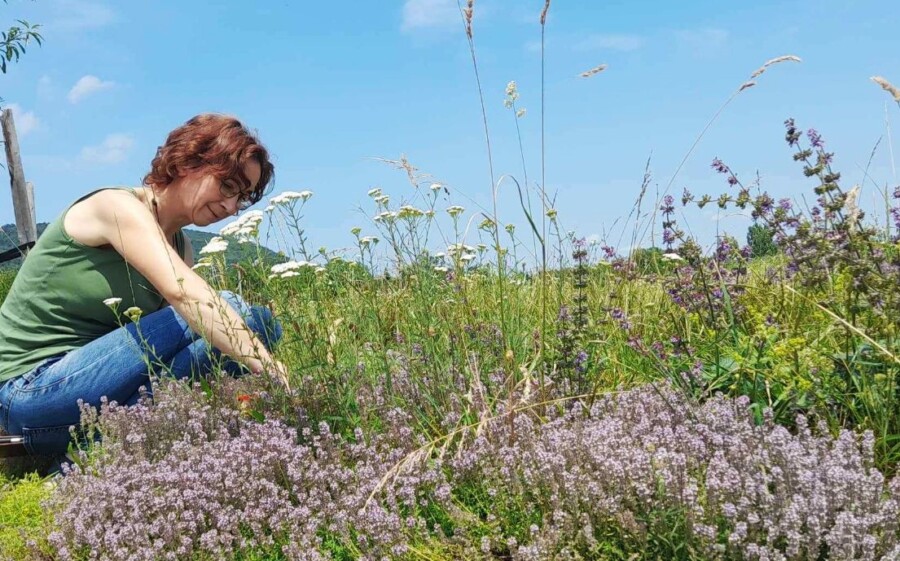 gyógynövénygyűjtés szabályai