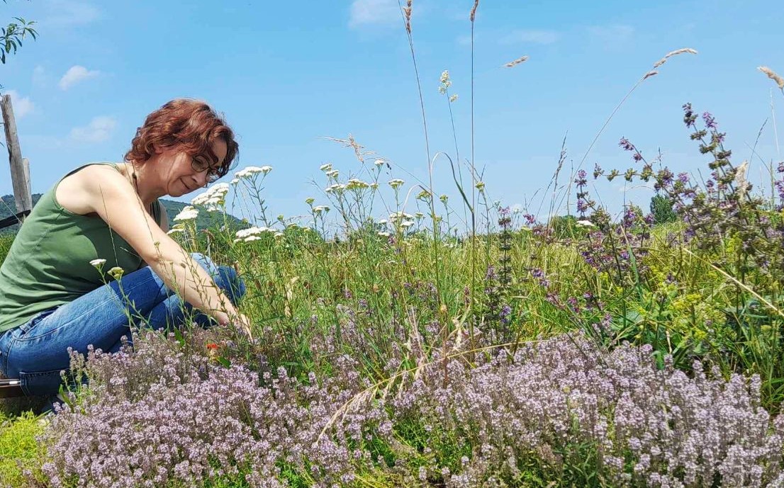 gyógynövény gyűjtés szabályai gyógynövénygyűjtés szabályai