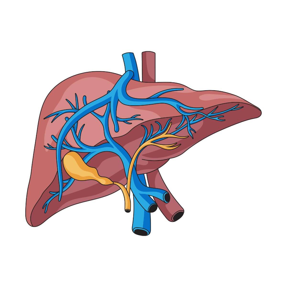 májtisztító, méregtelenítő gyógynövények