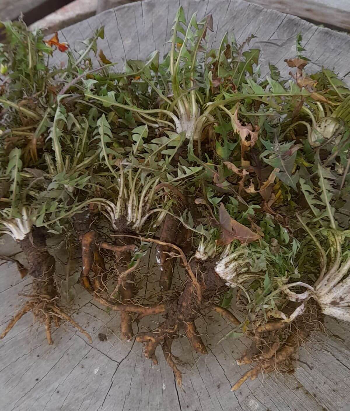 gyökerek gyűjtése